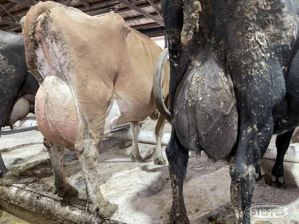 (6) Holstein cows
